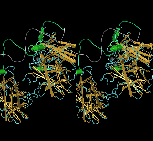 Cn3D's stereo view of the 1TUP structure, Tumor Suppressor P53 Complexed With Dna