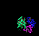 3D view of the biological unit (tetramer) of human hemoglobin.