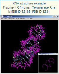 RNA structure example: Enzyme-Activating Fragment Of Human Telomerase Rna (MMDB ID 52188, PDB ID 1Z31). Click on this image to open the MMDB record, which provides access to the corresponding publication and interactive views of the structure in Cn3D.