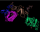 Thumbnail image for 3D structure of type-1 insulin-like growth-factor receptor (IGF-1R), viewed in the free Cn3D structure viewing program and colored by domain.  Click on image to jump to a larger, annotated version in the CDD help document.