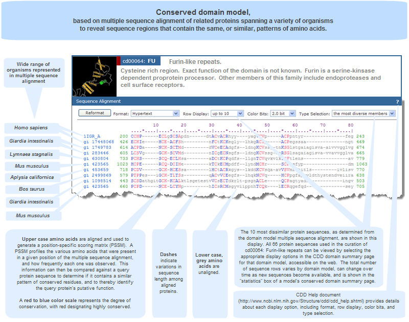 Multiple sequence alignment for the Furin-like Repeats domain model, cd00064, showing the amino acids that have been conserved among related proteins from a wide variety of organisms. Click anywhere on the image to open the complete, interactive CDD record for this domain model.