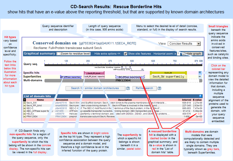CD-Search results showing a rescued borderline hit on the query sequence (Q4UKY1, GI 75536241, Protein translocase subunit SecA) as of April 24, 2015. Click anywhere on the graphic to open the current, interactive CD-Search results page. Note that the live web page may look different from the illustration shown here, because the Conserved Domain Database continues to evolve with the addition of new data and the refinement of algorithms to identify specific hits and superfamilies. However, the concepts shown in the illustration remain stable.