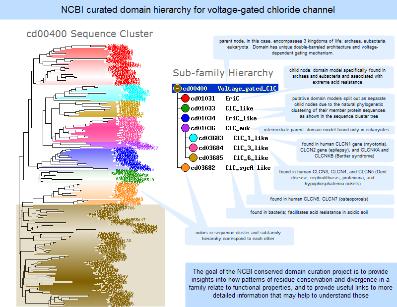 Image of domain hierarchy showing divergence in a protein family based on phylogenetic relationships of protein sequences and functional properties. Click anywhere on the image to open an interactive view of the domain model in the Conserved Domain Database (CDD).