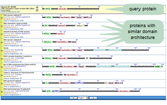 Thumbnail image showing the domain relatives for a protein query sequence (NP_081086, mouse DNA mismatch repair protein Mlh1). Domain relatives are protein sequences that contain one or more of the conserved domains found in the query sequence. Click on the image to open the CDART help document for more information about the tool.