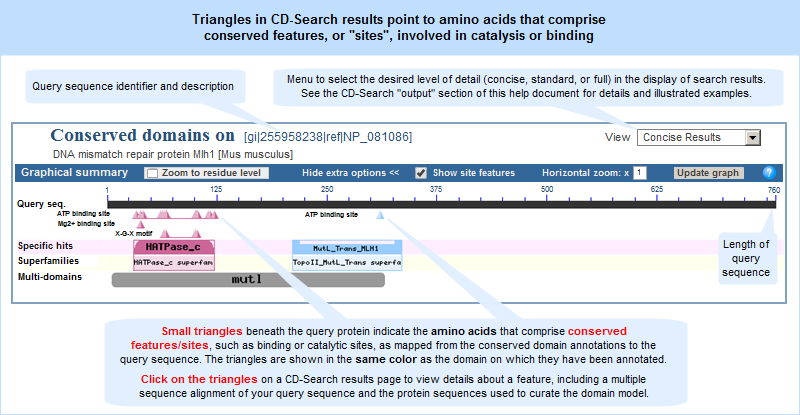 Image showing the small triangles that sometimes appear in CD-Search results.  The triangles point to specific residues involved in conserved features, such as binding and catalytic sites, as mapped from a conserved domain to the query protein sequence (NP_081086, mouse DNA mismatch repair protein Mlh1).  Click anywhere on the graphic to open the actual, interactive CD-Search results page.