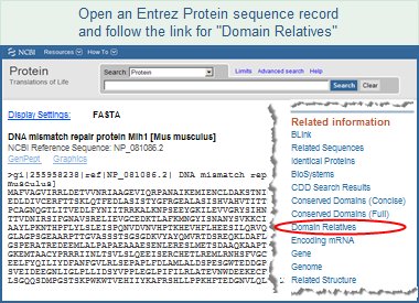 Illustration of a sample protein sequence record (mouse DNA mismatch repair protein Mlh1, NP_081086) from the Entrez Protein database, where you can follow the link for Domain Relatives to view a list of proteins with similar domain architectures. Click on this graphic to read more about the various links that exist from a protein record to conserved domains.