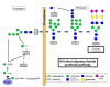 Figure 1. . N-linked glycans are synthesized by adding individual charged sugars in a specific order to the growing multi-sugar structure, or oligosaccharide.