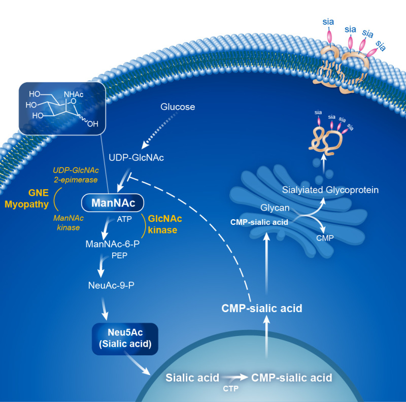 Figure 1. . The biosynthesis of sialic acid (Neu5Ac) is an intracellular process with enzymes shown in yellow.