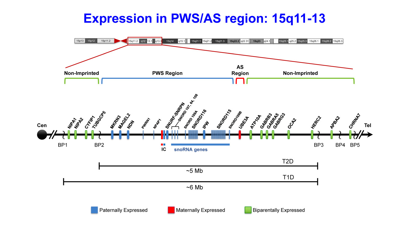 Figure 2. . Summary of the genetic and expression map of chromosome region 15q11.