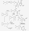 Fig. 9.2. Metabolism of PCE by the glutathione conjugation pathway.