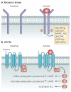 An illustration of mammalian signaling through membrane receptors