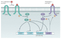 An illustration of adrenergic sensing in enterohaemorrhagic Escherichia coli