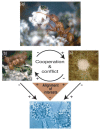 Four panel diagram showing cooperation and conflict within the among fungus-growing ants