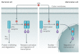 In illustration of AHL inter-kingdom signaling