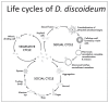 A diagram showing colony cycles of D. discoideum