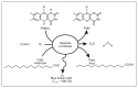 A diagram showing the bacterial bioluminescence reaction