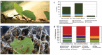 Two photos of leaf cutter ants and two bar graphs showing microbial community composition within fungus gardens