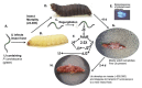 A flow diagram showing the life-cycle of the nematode host of the bioluminescent bacterium Photorhabdus luminescens