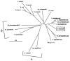 An unrooted phylogenetic tree showing the position of the S. velum symbionts in relation to that of other Proteobacteria species