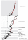 An illustration of an rRNA tree