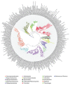 An illustration of an unrooted maximum likelihood bacterial genome tree