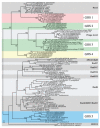 A phylogenetic tree of the RecA superfamily