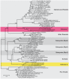 A phylogenetic tree of the RpoB superfamily