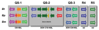 An illustration of quorum-sensing circuits of B. thailandensis, B. pseudomallei, and B. mallei