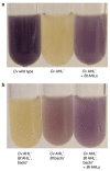 A two panel photograph of Cv quorum sensing activated by Bt