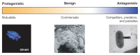 An illustration of the continuum of interspecific interactions that occur in microbial communities