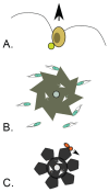 An illustration showing examples of motile microorganisms moving other objects within microengineered environments