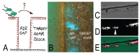 A five-panel illustration showing dispersal of motile bacteria facilitated by fungal mycelia