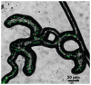 A micrograph showing an example of dispersal of motile bacteria facilitated by fungal pseudomycelia mycelia