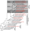 A phylogeny of termites and related roaches