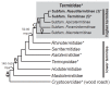 A schematic cladogram of major termite families and higher termite subfamilies showing major events in gut habitat evolution