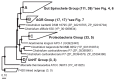 A protein phylogeny of hydrogenase-linked formate dehydrogenases