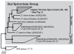 A protein phylogeny of Sec and Cys clade sequences within the fiGut spirochete groupfl of formate dehydrogenases