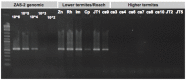 A photo of targeted PCR assays on termite and roach gut DNA using Cys clade specific fdhF primers