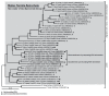 A protein phylogeny of Higher Termite Spirochete group sequences