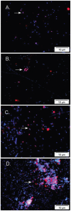 A four-panel illustration of FISH detection of free-living vestimentiferan bacterial symbionts