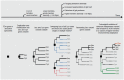 A diagram showing the inferred evolutionary history for fdhF in the symbiotic gut microbial communities of lignocellulose-feeding insects