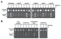 An snapshot of a gel electrophoresis showing CysK and tRNase activity