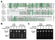 A 3-panel figure showing a multiple sequence alignment and CdiA-CT with intrinsic tRNase