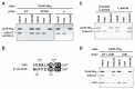 An illustration showing how CdiA-CT and CysK form a stable complex in vitro