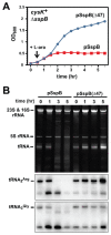 An illustration showing how activation of CdiA-CT in E. coli cells results in growth arrest and tRNA degradation