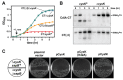 An illustration of how CysK is required for CdiA-CT-mediated growth inhibition and tRNase activity in vivo