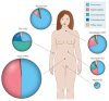 An illustration showing site-specific distributions of bacterial phyla in healthy humans