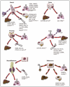 Figure 1.. Common sites of metastases from breast, colon, lung, and prostate cancers, neuroblastomas and melanomas.