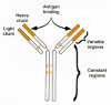 Figure 2. Structure of an antibody molecule (immunoglobulin).