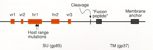 Figure 11. Linear representation of the ASLV Env protein.